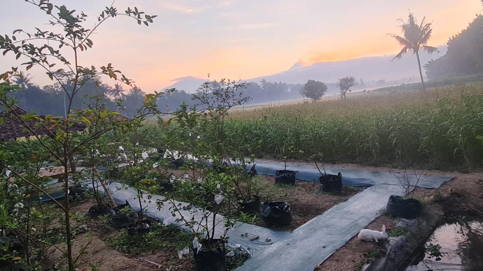 Anugrah Borobudur Magelang Exterior foto